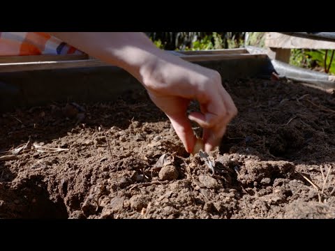 Video: Knoffelplantvariëteite - Leer oor algemene knoffelsoorte in tuine