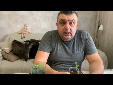Виноград и грабли,на