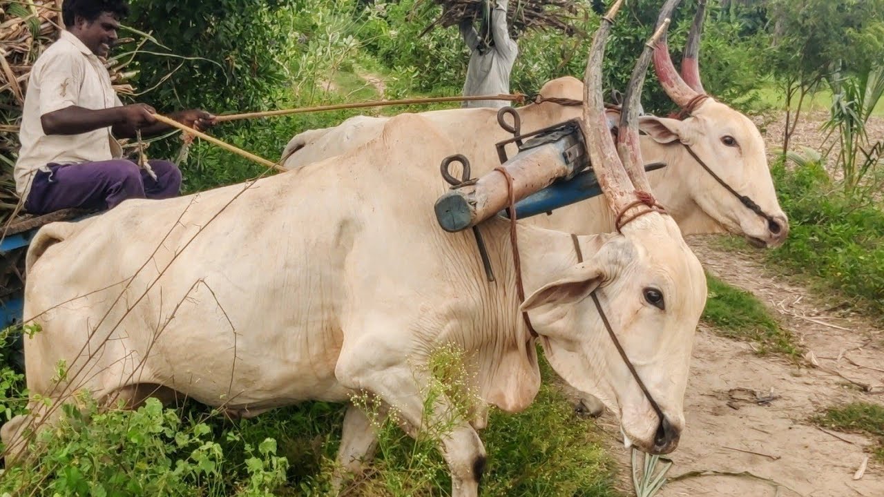 New young Bullock cart mud riding // Bullock cart  sugarcane heavy load pulling // 