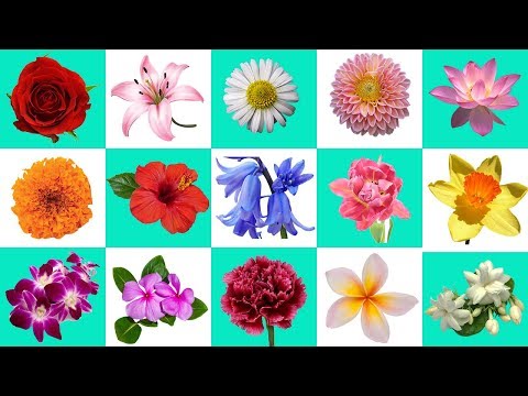 वीडियो: फूल का नाम कैसे पता करें