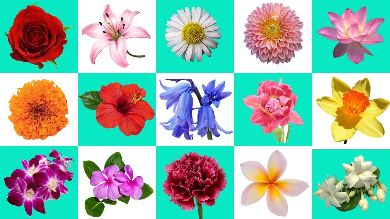 Flowers, flower, Flowers Name in English, flowers name, names of flower...