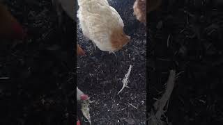 Get To Pecking chicken nature asmr hen pets animals egg farming birds shorts short