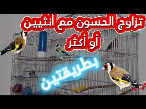 تزاوج حسون مع انثيين أو أكثر بطريقتين Birds الحسون طيور