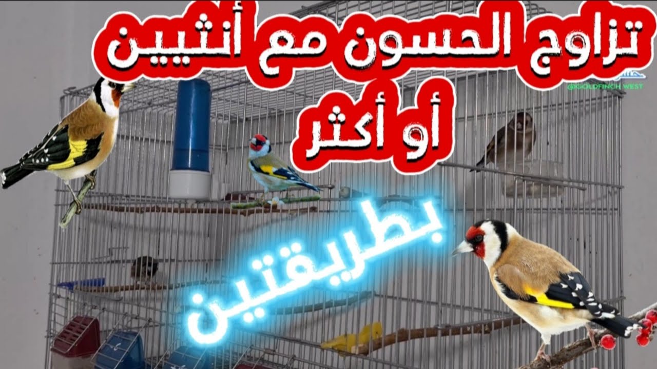 تزاوج حسون مع انثيين أو أكثر | بطريقتين 