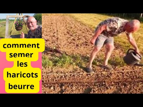 Vidéo: Conseils pour faire pousser des haricots beurre