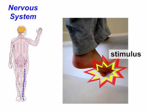 Stimulus & Response (Nervous & Endocrine Systems) - YouTube
