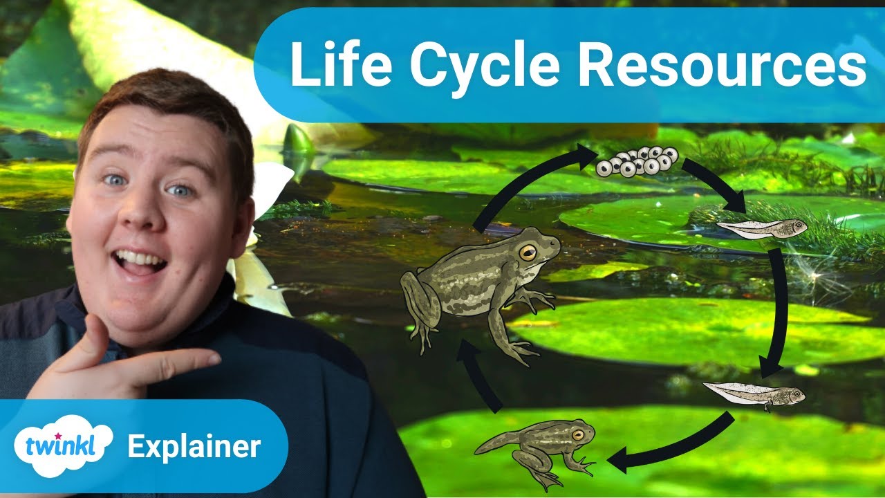 Frog Life Cycle  Twinkl Information and Resources - Twinkl