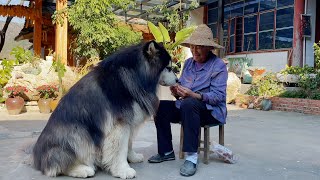 Dawang don't wanna brush his teeth and he walks away after he gets the candy from grandma