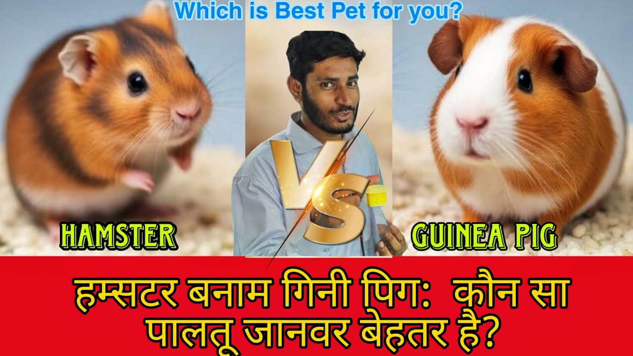 Hamster VS Guinea Pig: Which Pet Is Better _ हम्सटर बनाम गिनी पिग: कौन सा पालतू जानवर बेहतर है?