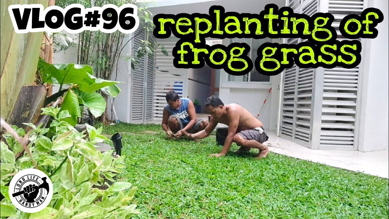 VLOG#96 REPLANTING OF FROG GRASS - YouTube