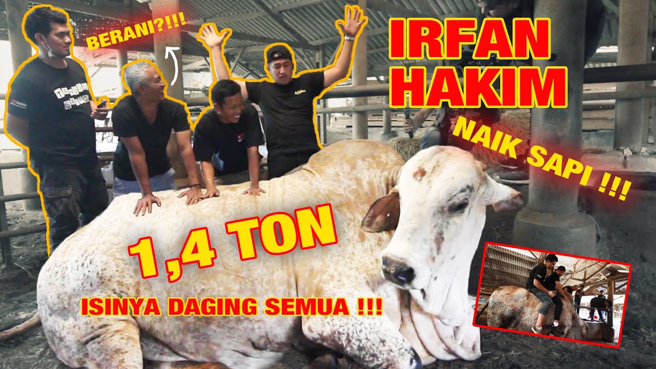 Sapi grandong irfan hakim