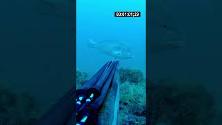 banco de pargos de Javier Camacho del equipo Mares  #pesca #pescasub #spearfishing