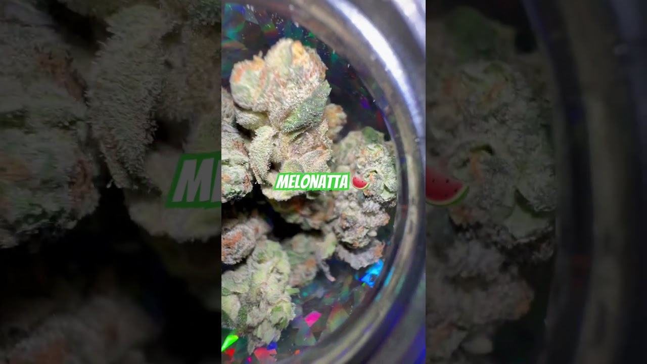 Melonatta🍉⛽️💨 by Fade Co 