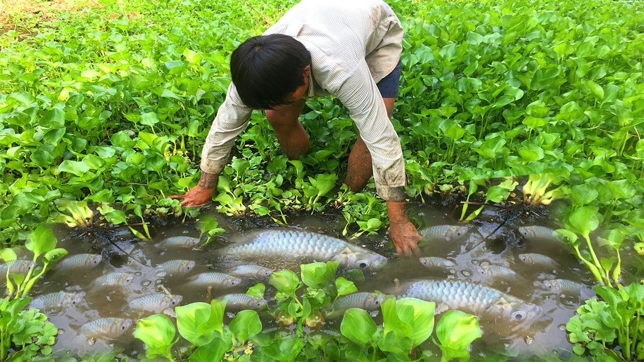 How To Fishing In Dry Season? Easy Found & Catching Fishes From Under