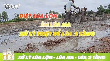 Hướng dẫn xử lý lúa lộn, lúa ma hiệu quả 95% I VNFarm #dori #luama