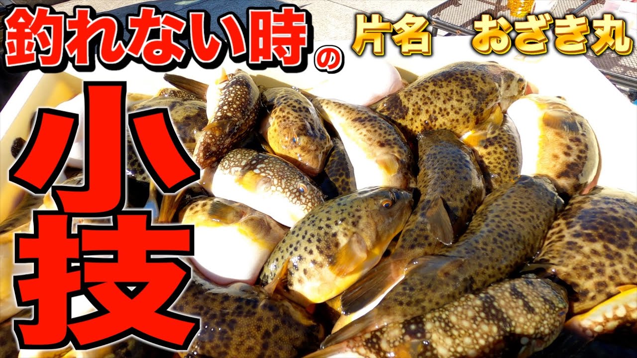 【カットウ釣り】激渋に効く小技でヒガンフグ大箱山盛り