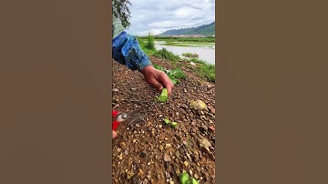 Easy way to cut spinach stems. #shorts