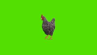 Hen 🐔 Green screen Copyright free video | Hen waking in green screen Background #animals