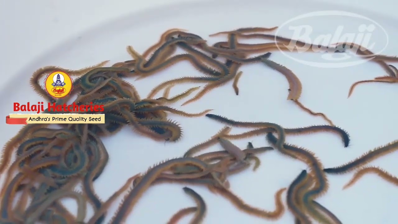 Shrimp Seed Production Center Balaji Hatcheries