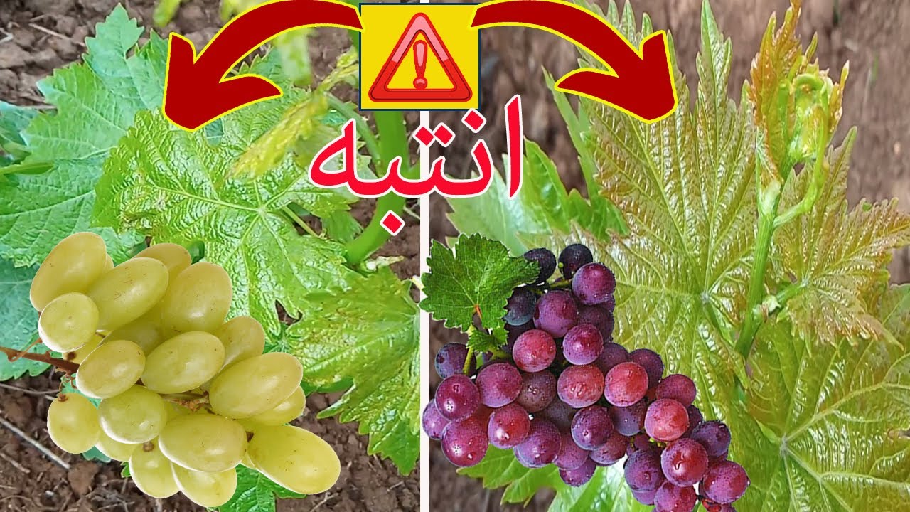 تعلم كيف تفرق بين شتلات اصناف العنب من الاوراق / How do I differentiate between grapes?