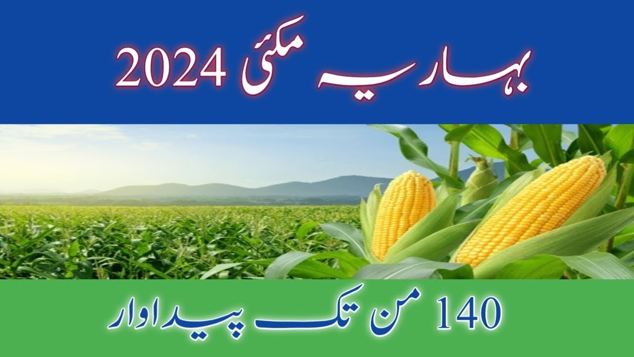 Detailed video on maize farming in Pakistan 2024 | Baharia makai ki kasht |مکئی کی کاشت 