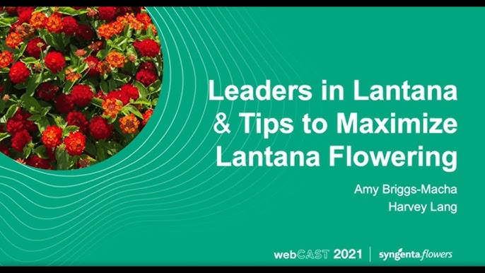 Bandana Lantanas Are Tough, Compact Super Plants - Youtube