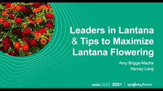 Leaders in Lantana & Tips to Maximize Lantana Flowering