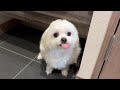 出勤のこと「飼い主の長い散歩」だと思ってる犬