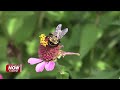 Allen SWCD encouraging pollinator-friendly gardening with June 6 sale