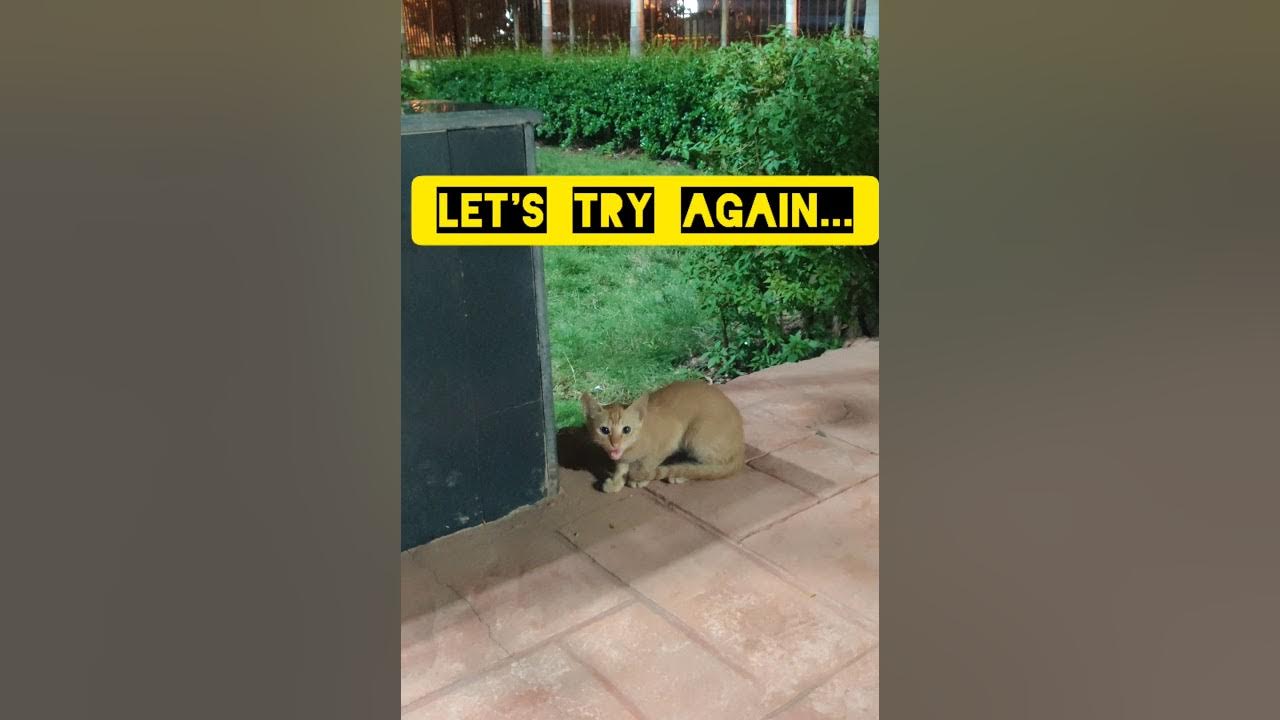 How to befriend a cat/kitten ? बिल्ली को अपना दोस्त कैसे बनाएं ? बिल्ली