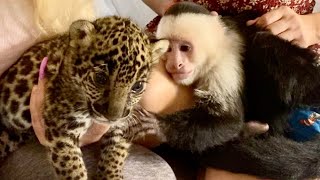 Capuchin Monkey meets BABY JAGUAR!