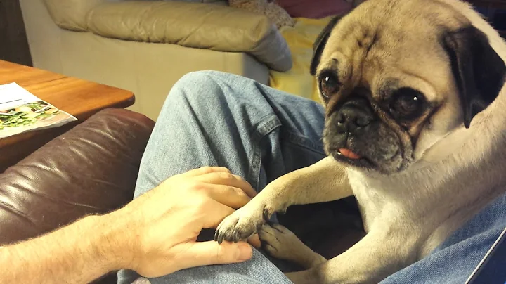 Pug politely asks to be pet