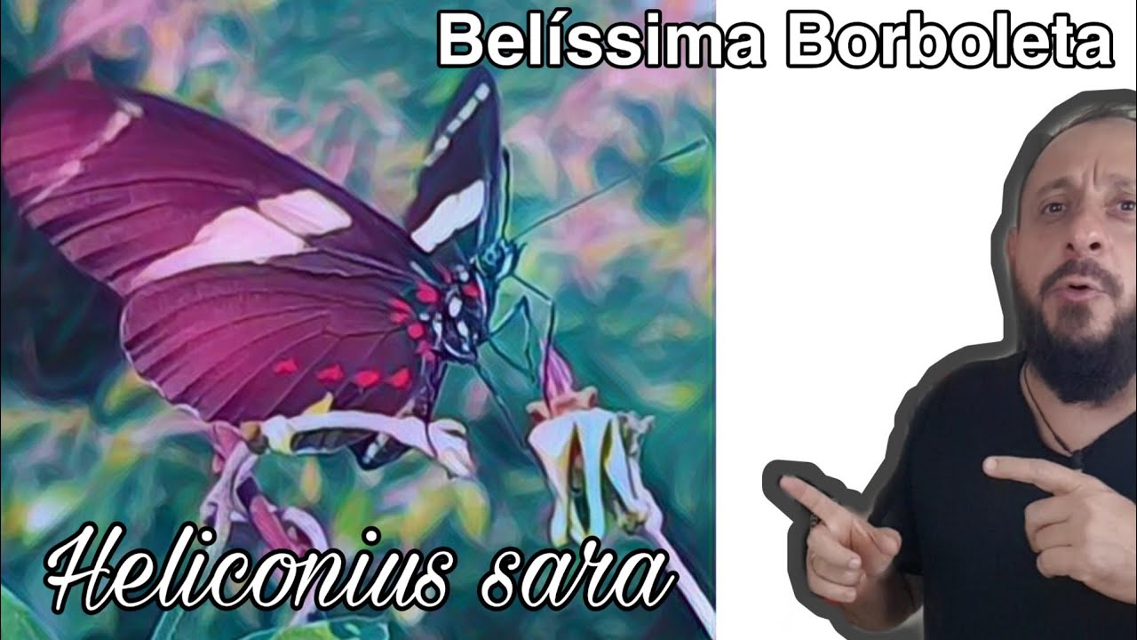 Linda Borboleta Heliconius sara na Restinga