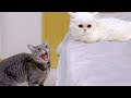 激オコ先住猫と新入り子猫を初めて対面させてみた