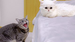 New Kitten Meets Cats For The First Time by サウナ猫しきじ 74,018 views 4 months ago 9 minutes, 19 seconds