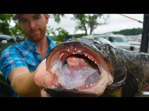 shocking-research-trip-for-northern-snakehead-(3-of-4)-|-field-trips-virginia