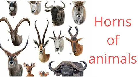 Types of animal horns