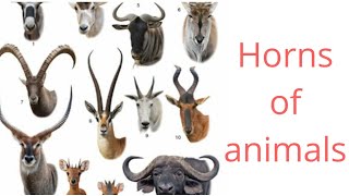 Types of animal horns.