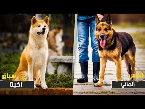 فيديو: أعلى 10 ضرورات رحلة الطريق الكلب ودية