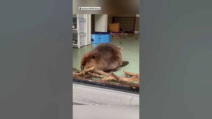 Baby rescue beaver adorably builds dam to keep her roommate out 😂❤️ - DayDayNews