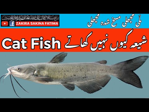 Malli Fish, Cat Fish Haram