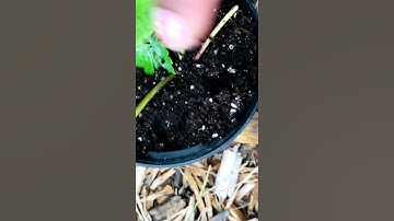 What To Do With Strawberry Runners!🍓🍓🍓