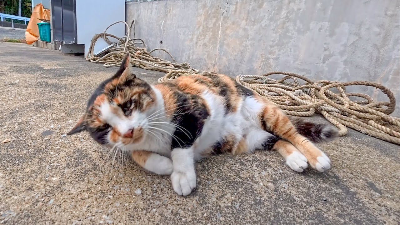 アンティーク猫さん③ maxresdefault.jpg