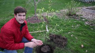 Totally Preventable Mistakes When Planting Fruit Trees