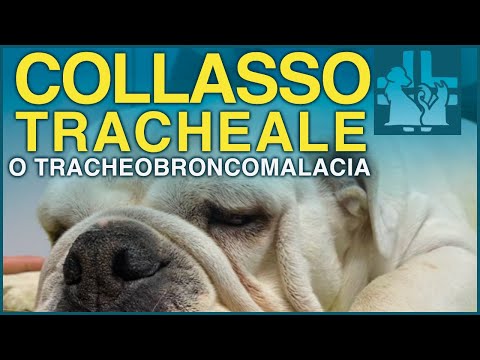 Tracheal collapse or tracheobronchomalacia in dogs