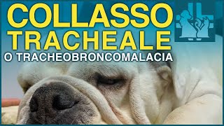 Tracheal collapse or tracheobronchomalacia in dogs