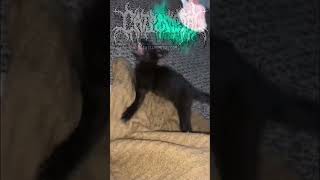 Cats And Metal Spider-Cat Behemoth - Ov Fire And The Void