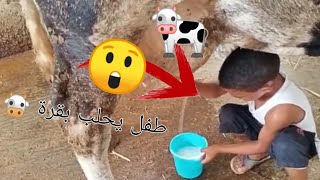 طفل يحلب بقرة بيديه فقط 😲🐄👨🏾‍🌾