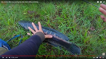 Câu Cá lóc đầm rau muống lâu năm dính nhiều cá khủng