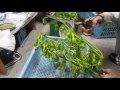 丹波黒の枝豆を収穫から出荷前まで